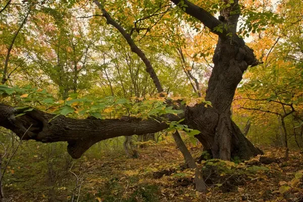 Природен парк „Златни пясъци“